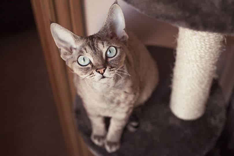 cat sitting on a scratching post