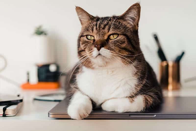 cat-sitting-on-a-silver-laptop_Simon-Hrozian_Unsplash