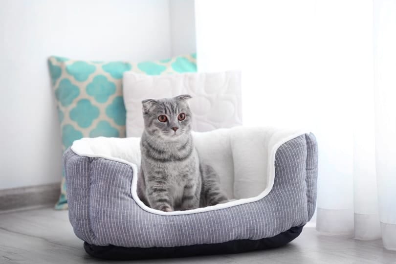 cat sitting on cat bed