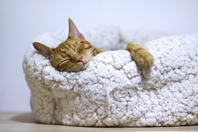 cat sleeping comfortably on a bed