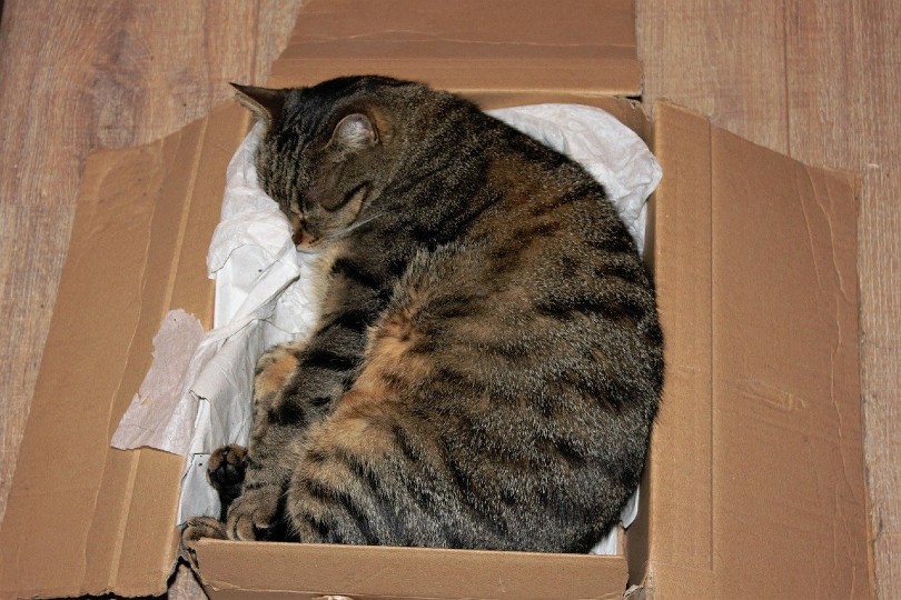 cat sleeping in a box