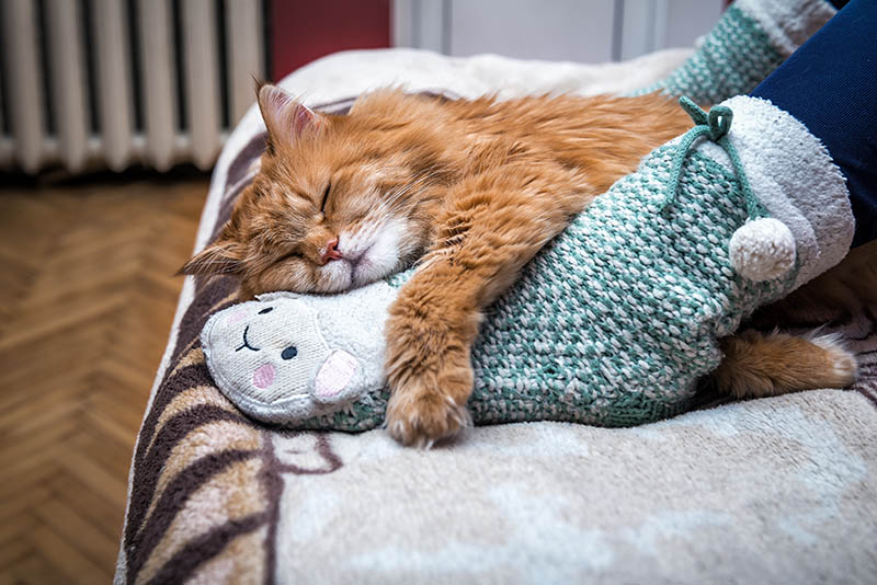 cat sleeping in between a persons feet