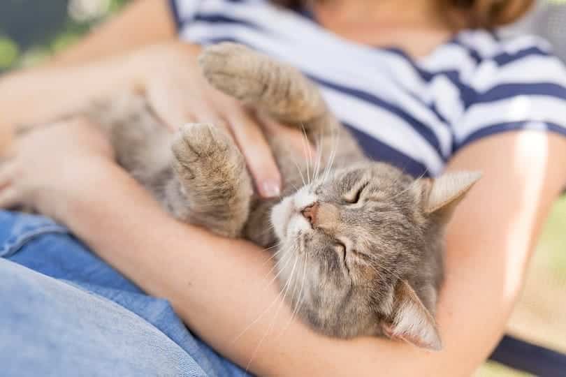 cat sleeping in owner's arms