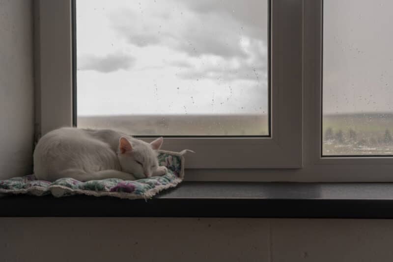 cat sleeping near window