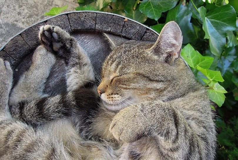 cat sleeping on a tree trunk