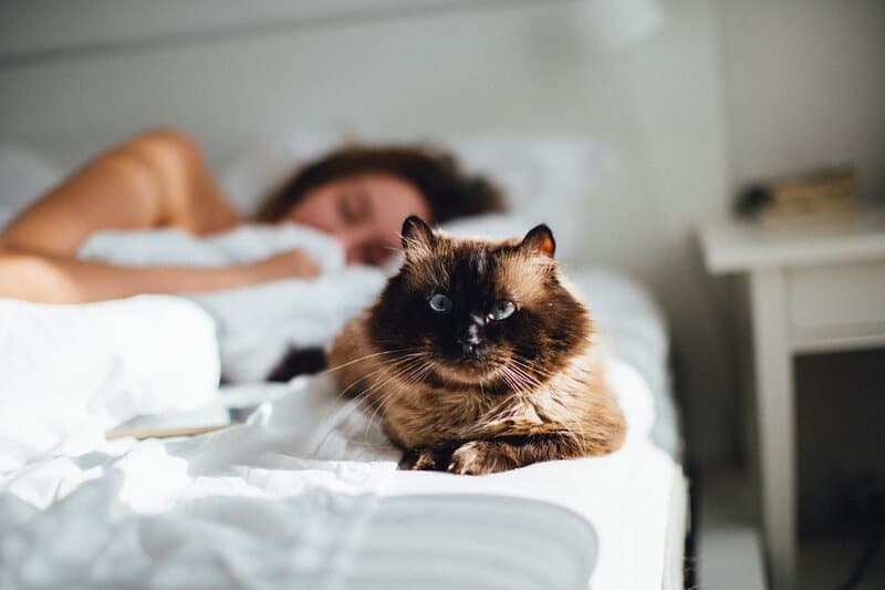 cat sleeping on bed