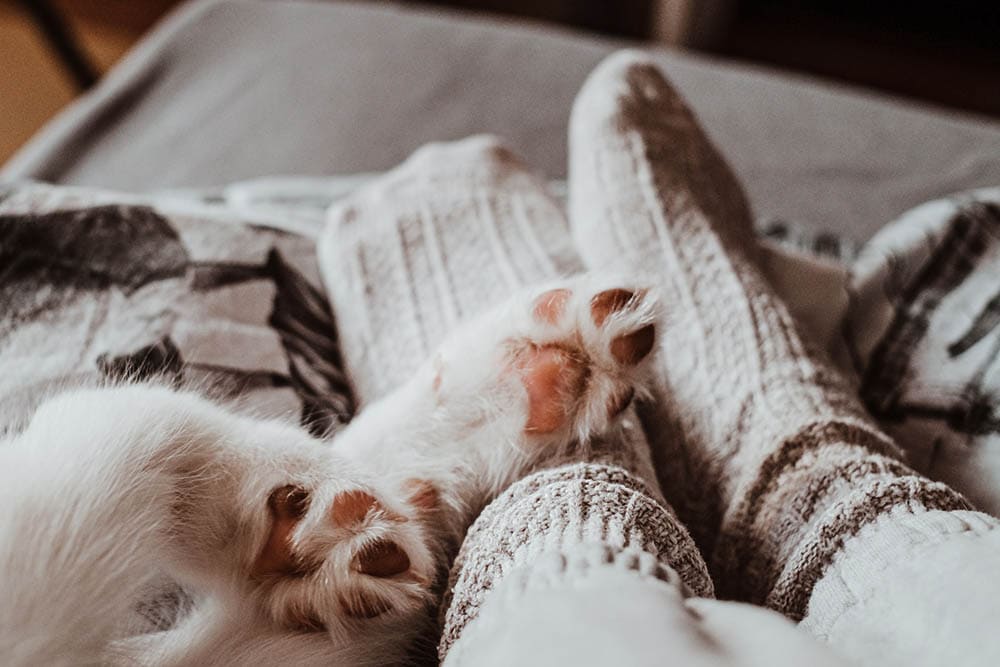 cat-sleeping-on-persons-feet