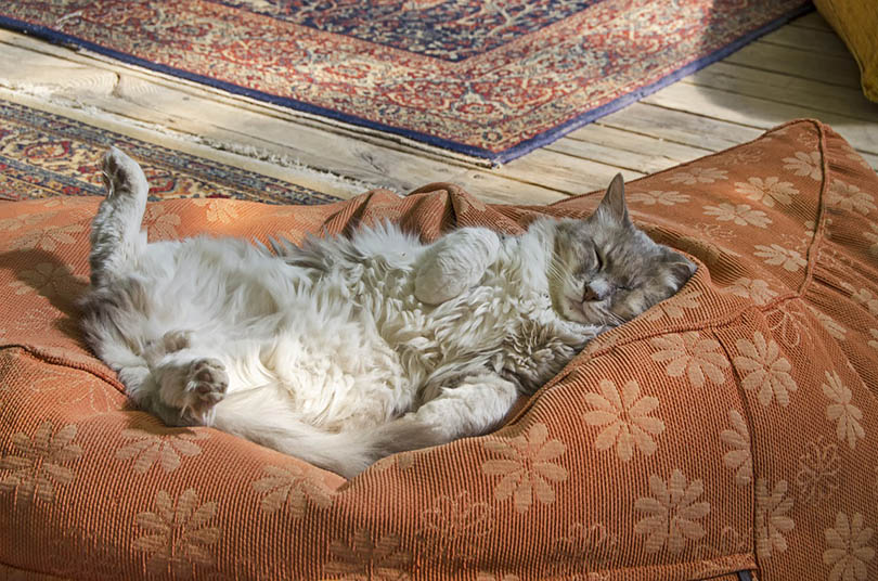 cat sleeping with its belly up on a cat bed