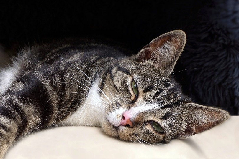 Does My Cat Understand Smiles Vet Verified Facts FAQ Catster