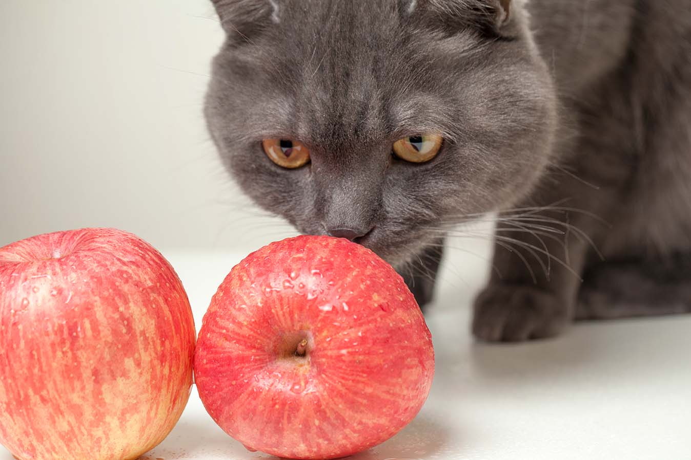 cat smelling apples
