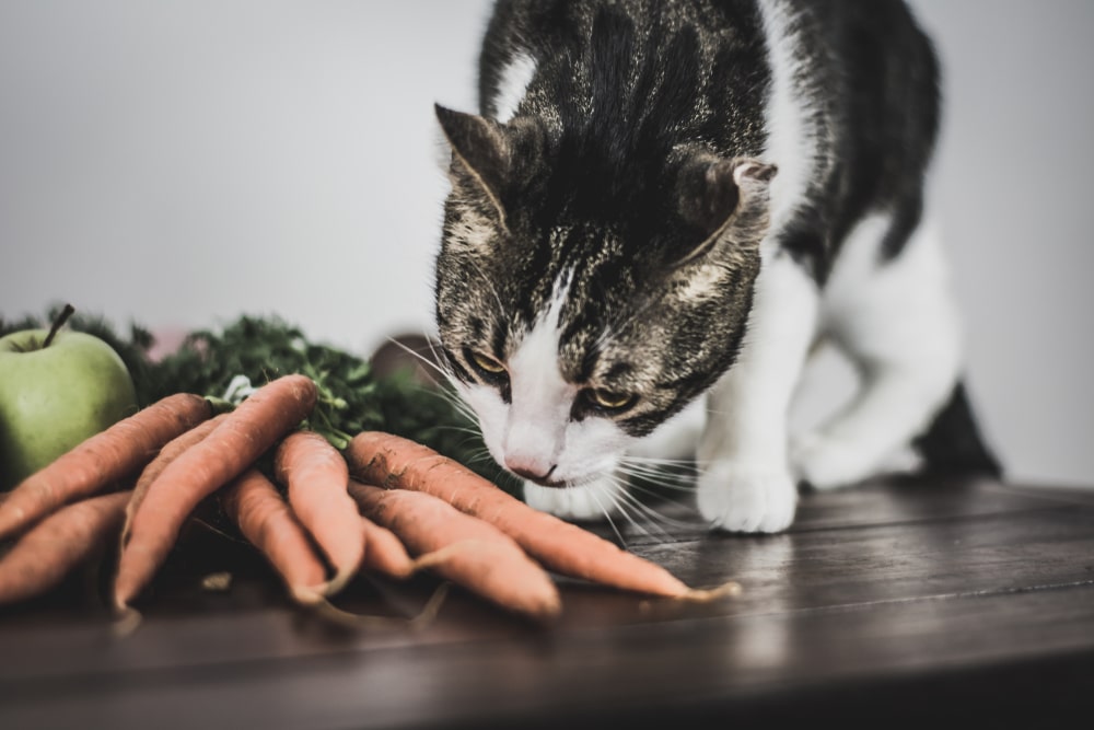cats smelling carrots