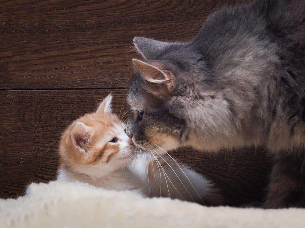 cat-smelling-kitten