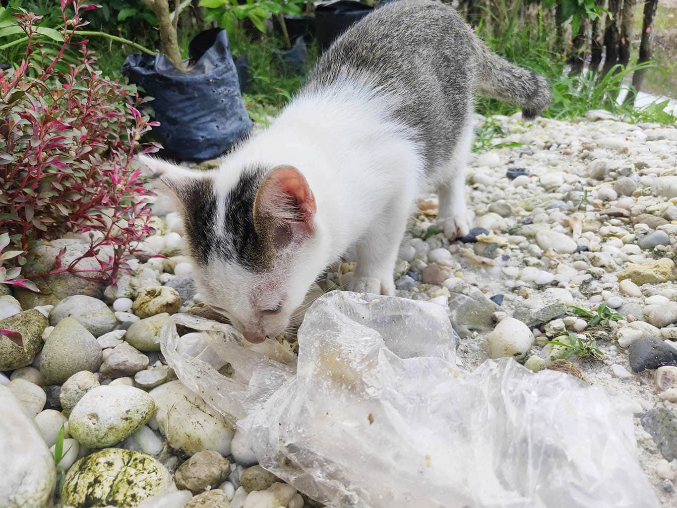 Why Does My Cat Pee on Plastic Bags? 6 VetReviewed Reasons & Solutions
