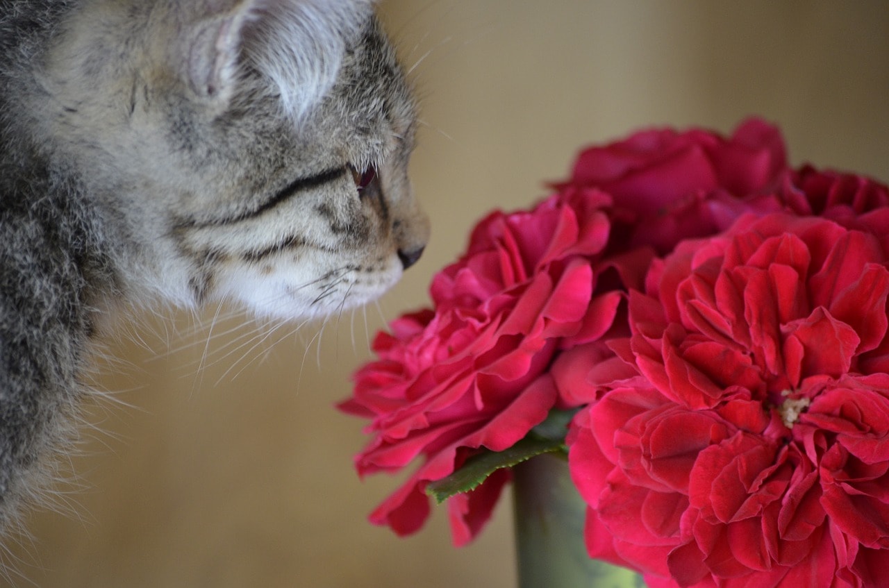 cat smelling roses