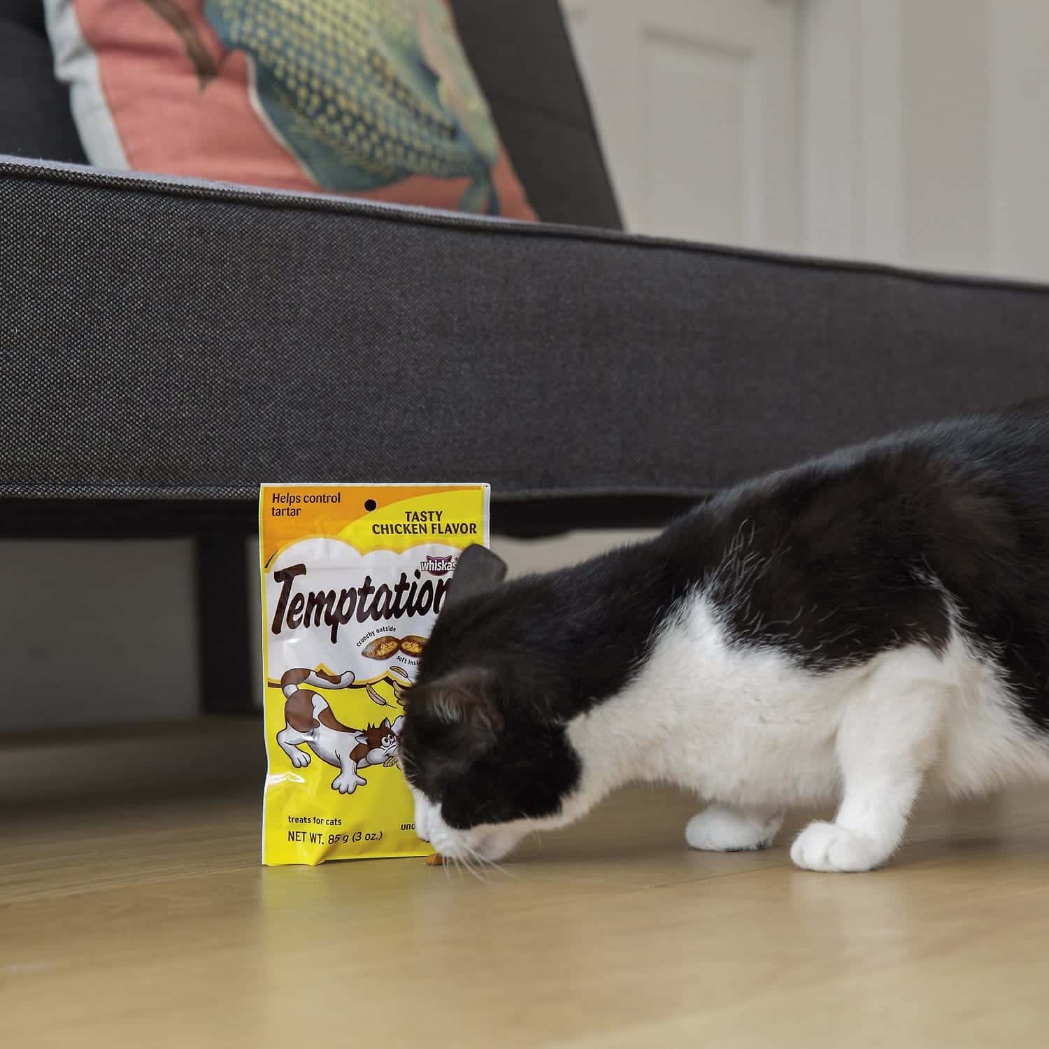 cat sniffing Temptations Tasty Chicken Flavor Cat Treats