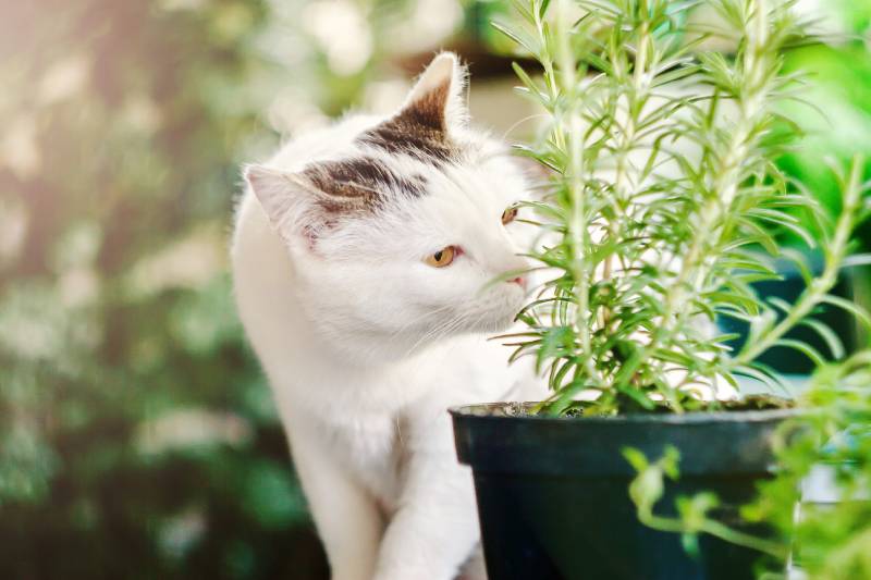 cat-sniffing-a-rosemary-plant-on-a-balcony_