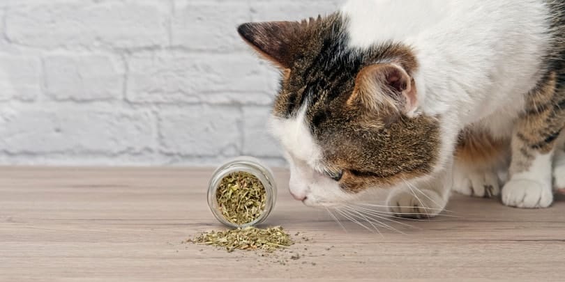 cat sniffing dried catnip