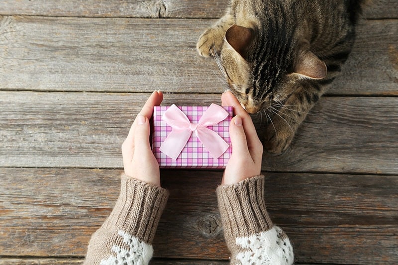 Cat sniffing a gift box held by a woman
