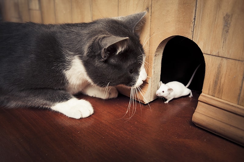 cat sniffing the white mouse