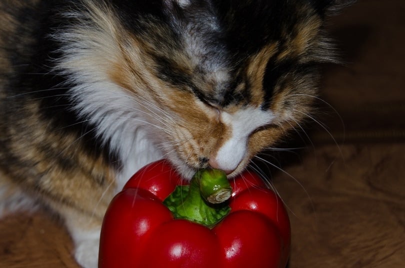 cat-sniffs-pepper_MaximKir_shutterstock