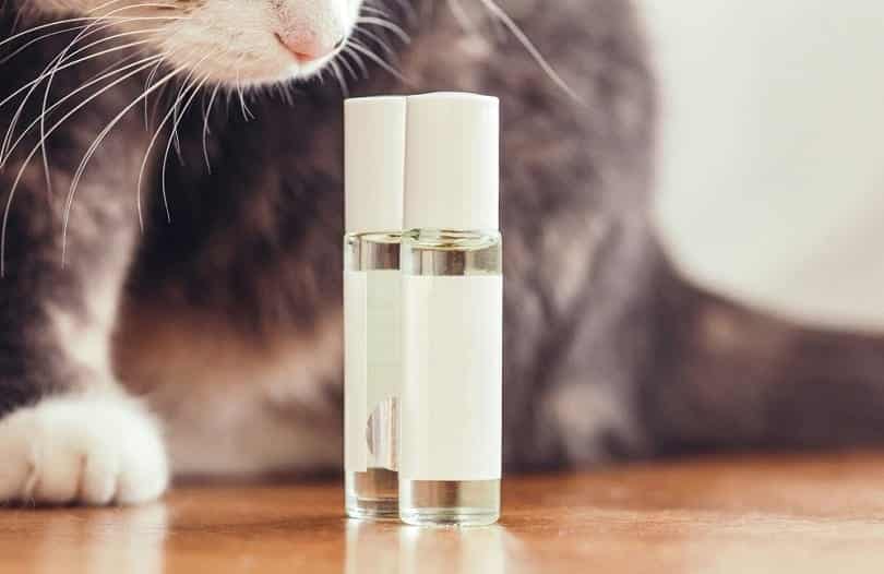 cat sniffs perfume bottles with oil_fantom_rd_shutterstock