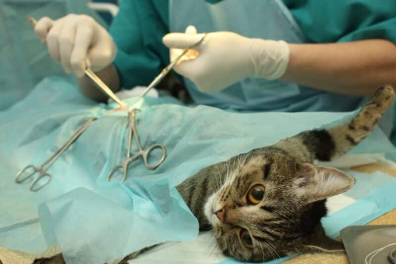 spaying cat