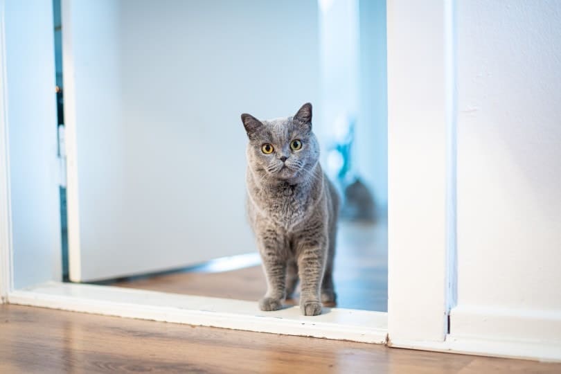cat standing by the door