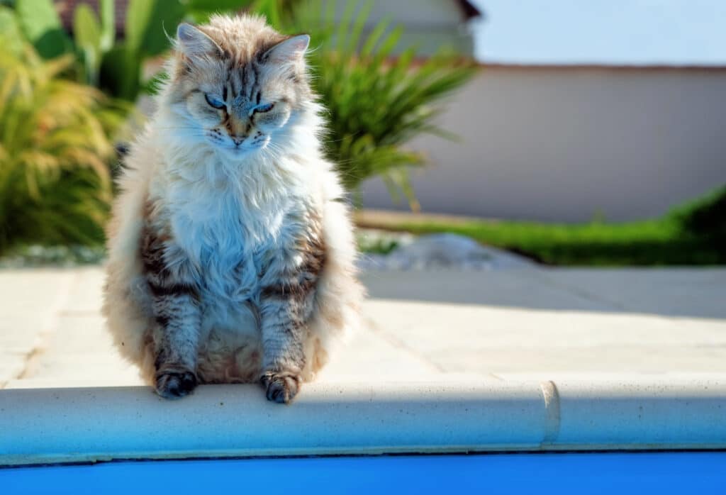 cat standing on the edge of the pool