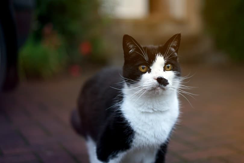 cat staring ahead