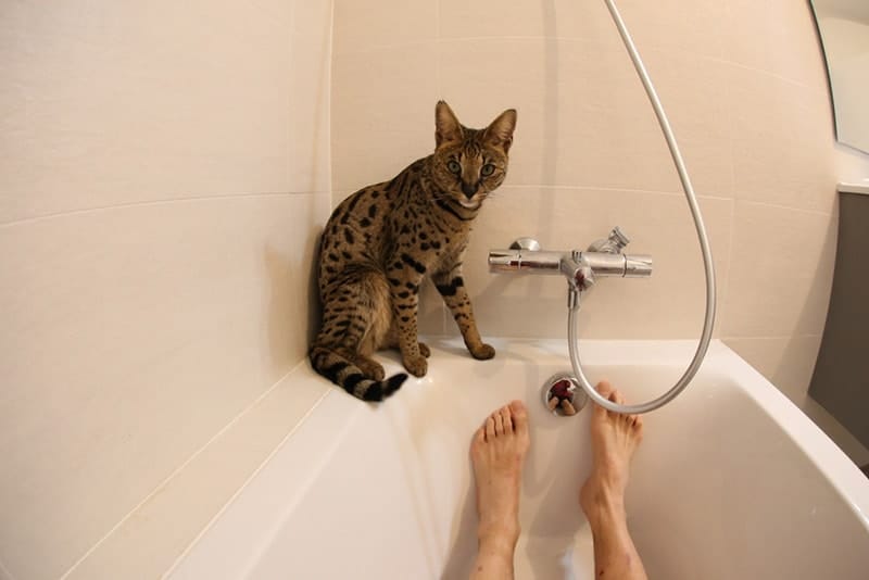 cat staring owner in the bathtub