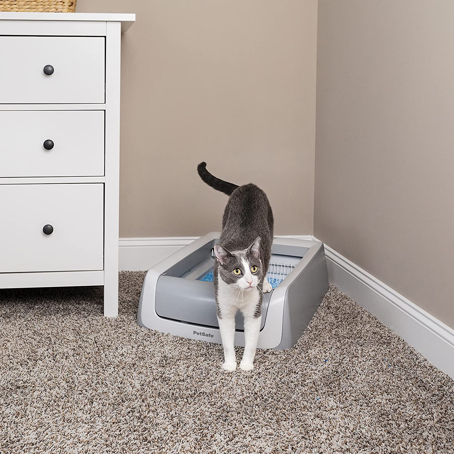 cat stepping out of PetSafe ScoopFree Automatic Self-Cleaning Cat Litter Box