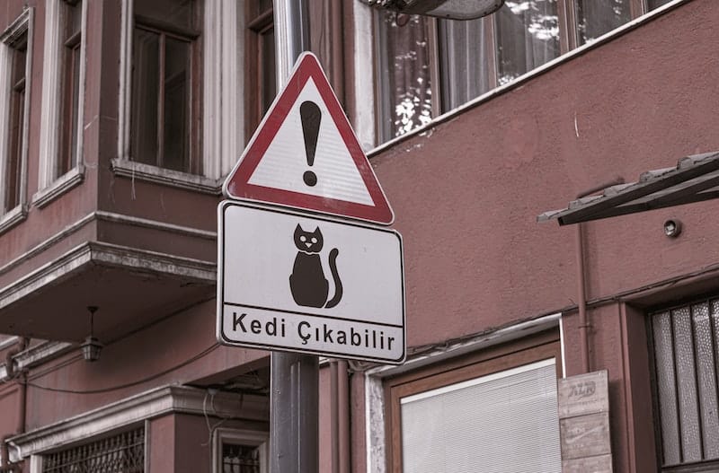 Why Are There So Many Cats In Istanbul? The Wonderful Relationship Between Istanbul & Its Cats