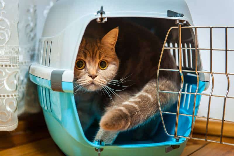 cat stressed in transport box