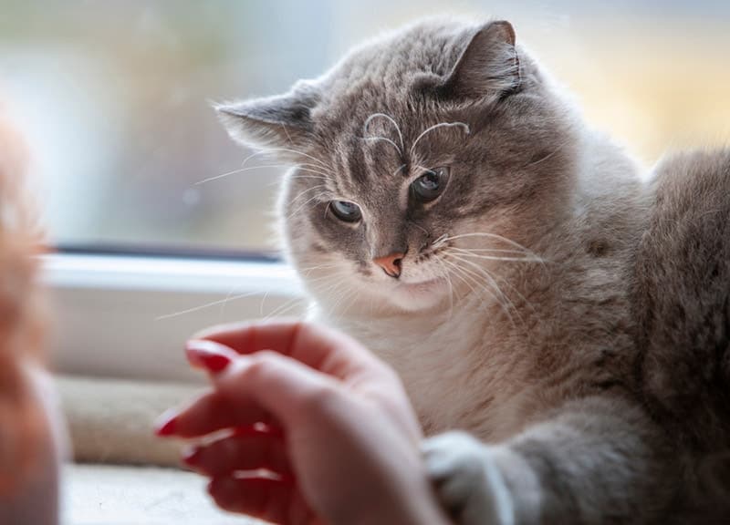 cat touches a female hand with its paw
