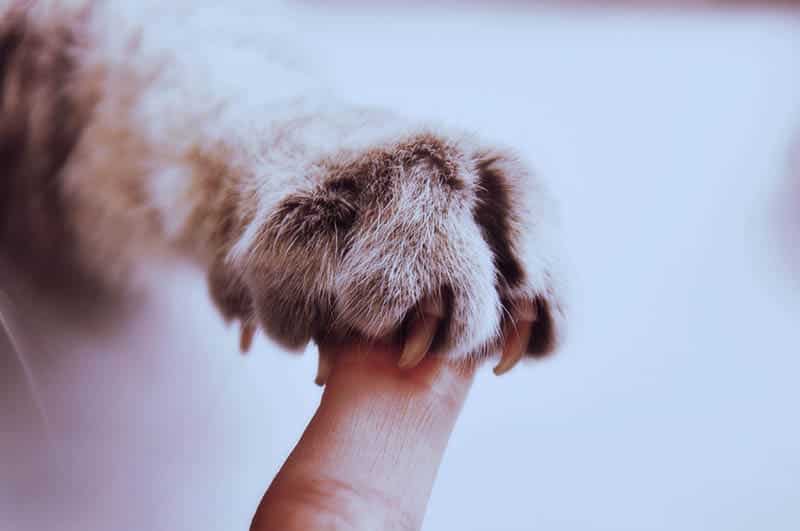 cat touching a human finger_Jumpstory