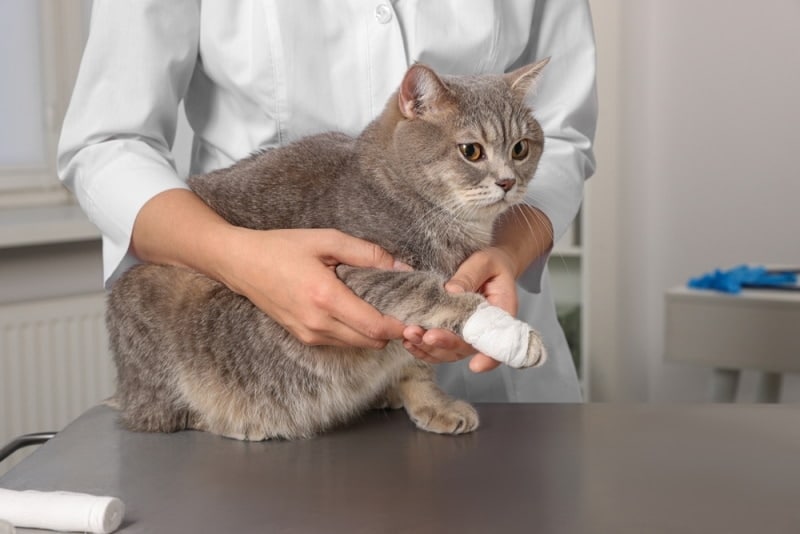 cat treated by vet