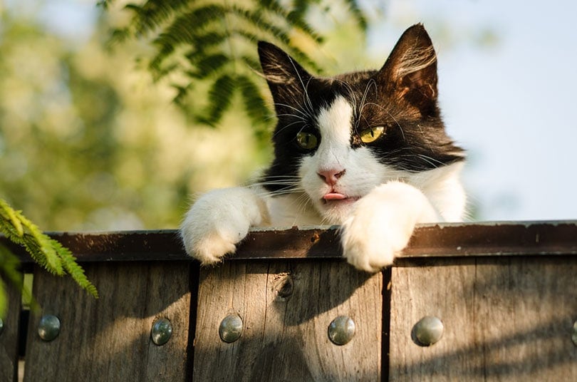 cat trying to climb over the fence