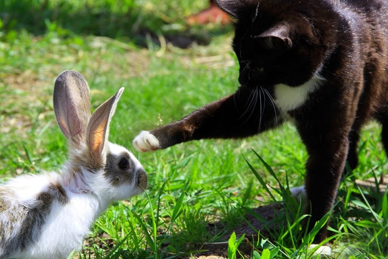 Do Cats & Rabbits Get Along? Risks & Precautions Explained Catster