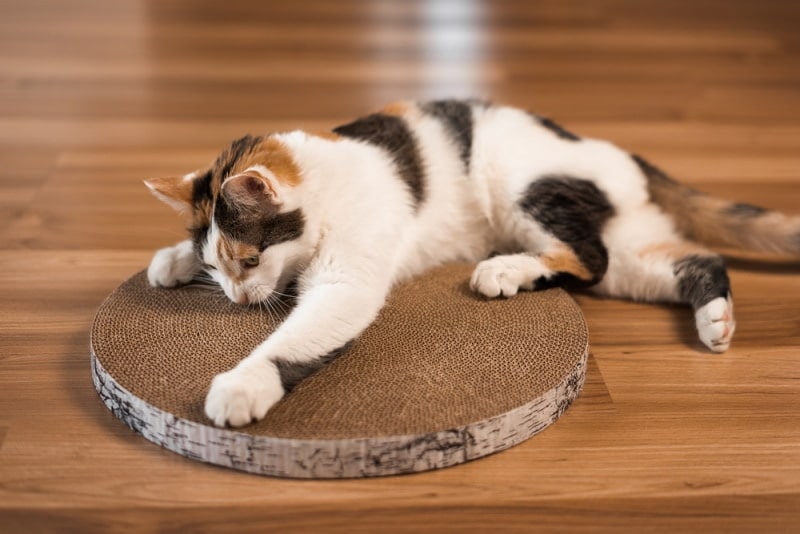 cat using cardboard scratching post