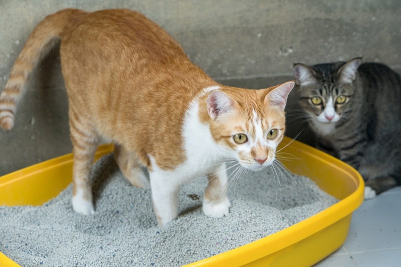 cat using litter box