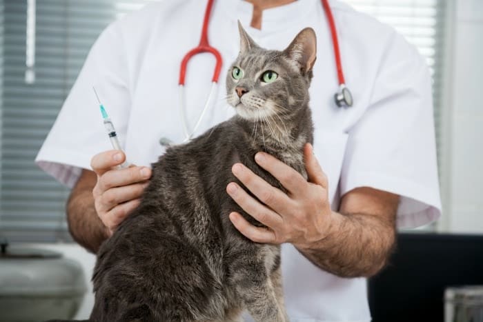 cat-vet-vaccine