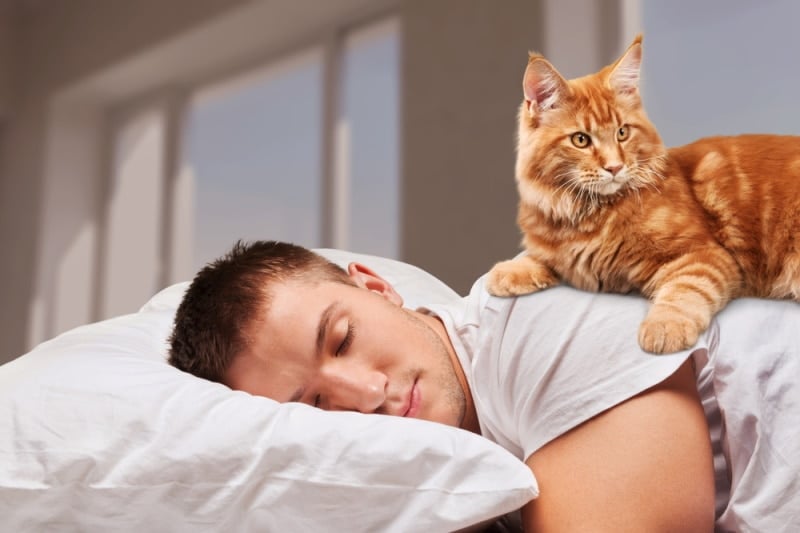 cat waking up his owner