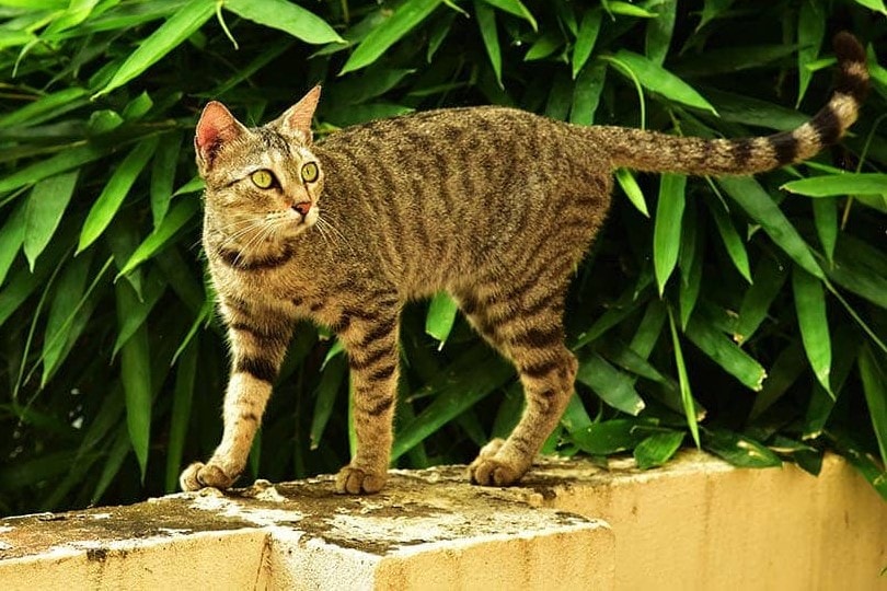 cat-walking-in-front-of-bamboo-leaves