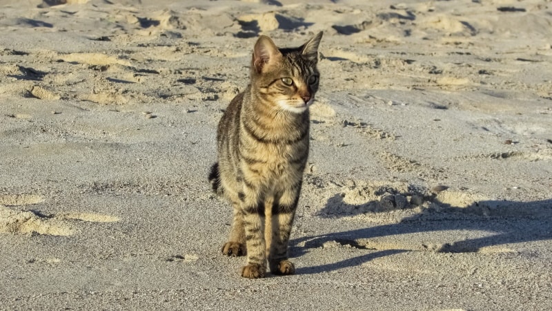 cat walking in the sand