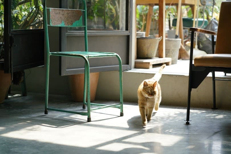 cat walking indoor