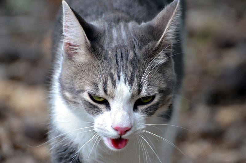 cat walking outdoor and panting