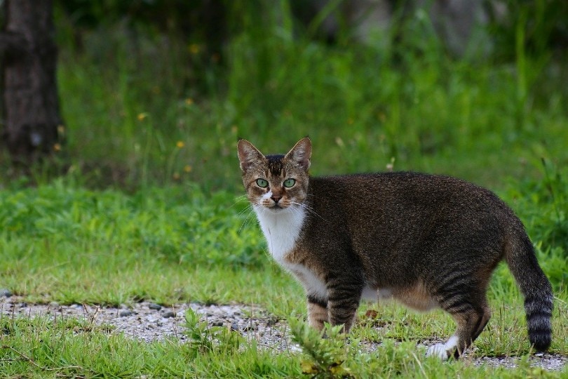 cat walking outdoor