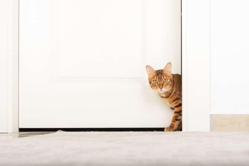 How to Keep a Cat From Running Out the Door Our Vet Answers Catster
