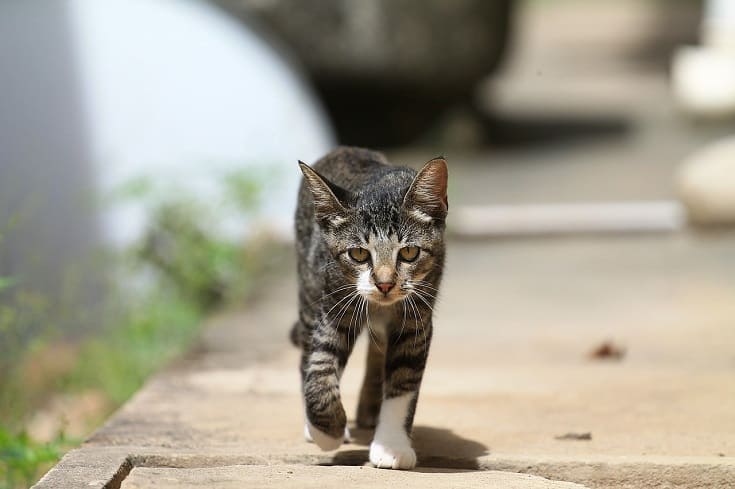 cat walking