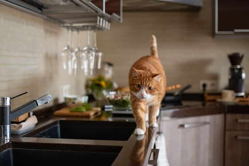 cat walks on the kitchen table